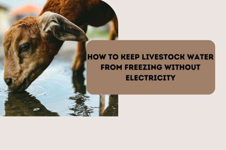 How to Keep Livestock Water From Freezing Without Electricity Winter