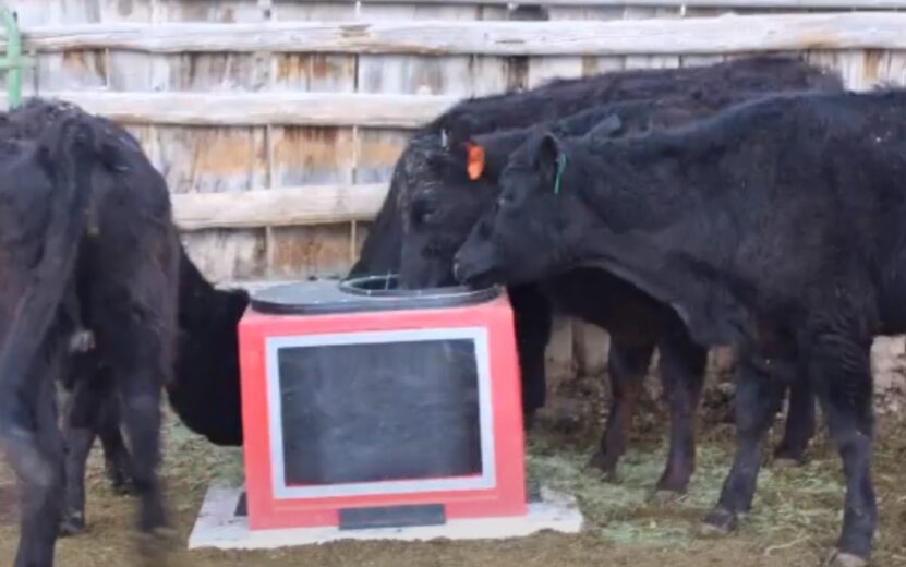 How to Keep Livestock Water From Freezing Without Electricity Winter